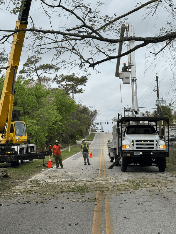 tree removal orlando